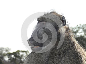 Chacma baboon (Papio ursinus) expressions