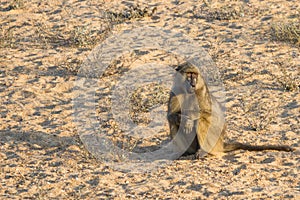 Chacma baboon Papio ursinus hands folded sitting in a sandy riverbed alone