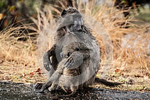 Chacma Baboon - Papio Ursinus - in the Kruger National Park