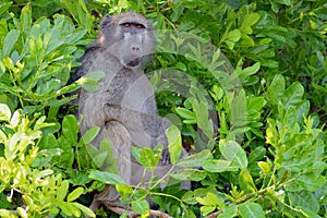 Chacma baboon (Papio ursinus) in Kruger National Park