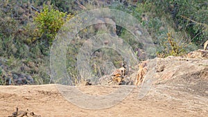 Chacma baboon, Papio ursinus. Madikwe Game Reserve, South Africa