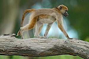 Chacma baboon, Papio ursinus, monkey from Moremi, Okavango delta, Botswana. Wild mammal in the nature habitat. Monkey feeding