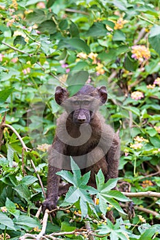 Chacma baboon, Papio ursinus. Monkeys in Arba Minch, Ethiopia wildlife animal