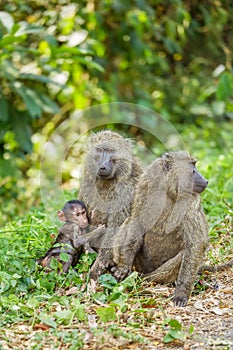 Chacma baboon Papio ursinus mother nursing young cute baboon baby, Kibale forest national park, Uganda.