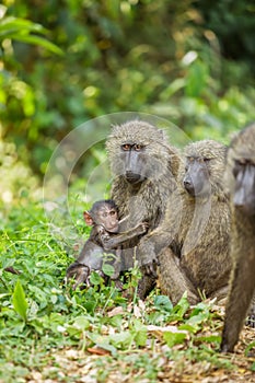 Chacma baboon Papio ursinus mother nursing young cute baboon baby, Kibale forest national park, Uganda.