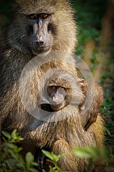 Chacma baboon Papio ursinus mother nursing young cute baboon baby, Lake Mburo national park, Uganda.