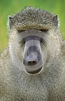 Chacma Baboon, papio ursinus, Portrait of Male, Kruger Park in South Africa