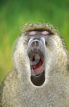 Chacma Baboon, papio ursinus, Portrait of Male Yawning, Kruger Park in South Africa