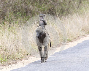 Chacma Baboon Papio ursinus Rese Carrying a baby Baboon on Back.