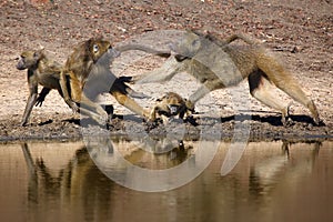 The chacma baboon Papio ursinus, scuffle on the water. Aggressive behavior of large baboons