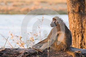 Chacma Baboon Papio ursinus sitting on log