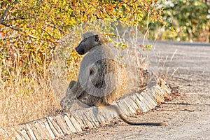 Chacma baboon, Papio ursinus, sitting on a street curb