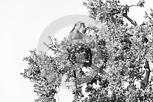 Chacma baboon, Papio ursinus, sitting in a tree. Monochrome