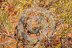 A chacma baboon ( Papio ursinus) sitting in a tree, Waterberg National Park, Namibia.