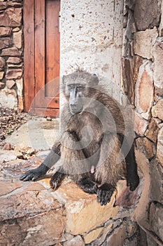 Chacma baboon Papio ursinus sitting on a wall, Kruger National Park