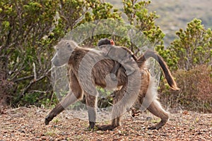 Chacma baboon, papio ursinus, South Africa