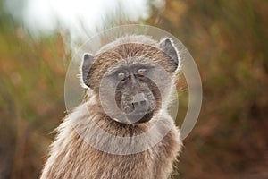 Chacma baboon, papio ursinus, South Africa