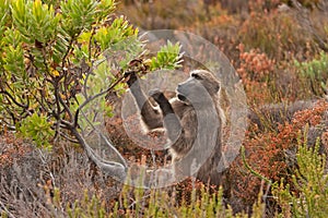 Chacma baboon, papio ursinus, South Africa