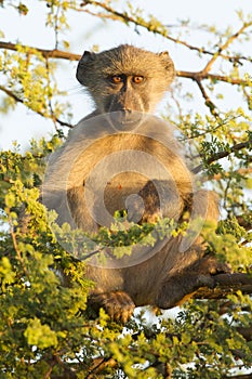 Chacma Baboon (Papio ursinus) South Africa