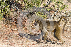 Chacma baboon Papio ursinus walking through the bushveld with autumn colors