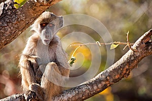 Chacma baboon (Papio ursinus) photo