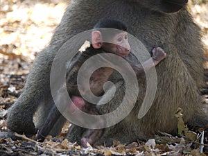 Chacma baboon