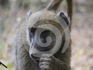 Chacma baboon
