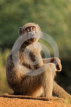 Chacma baboon sitting, Kruger National Park, South Africa