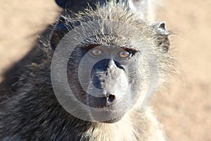 Chacma Baboon stare