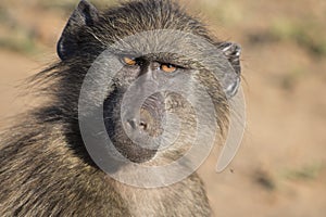 Chacma Baboon stare