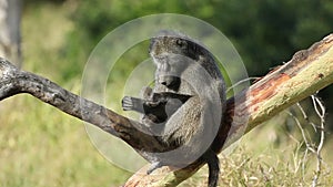 Chacma baboon in a tree