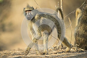 Chacma Baboon walking photo