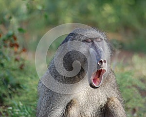 Chacma baboon yawning