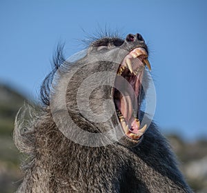 Chacma Baboon 'yawning'
