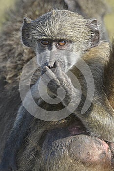 Chacma baboon youngster on mother's back looking in camera