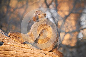 Chacma baboons