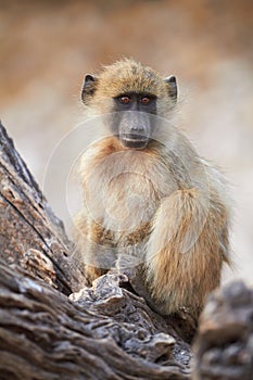 Chacma baboons photo