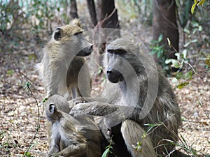 Chacma baboons