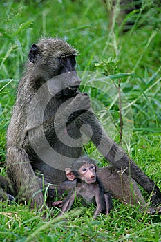 Chacma Baboons