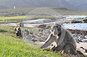 Chacma baboons in Cape point, south africa