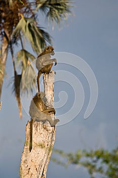 Chacma Baboons (Papio cynocephalus ursinus)