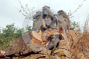 Chacma baboons (Papio ursinus)