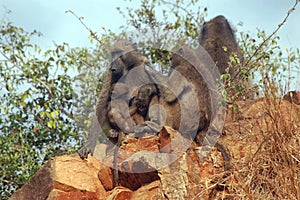 Chacma baboons (Papio ursinus)