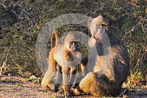Chacma baboons (Papio ursinus).