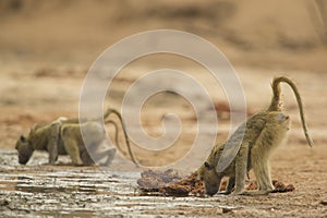 Chacma Baboons (Papio ursinus) drinking photo