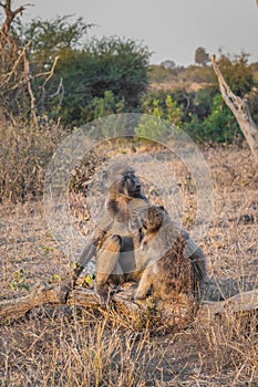 Chacma baboons (Papio ursinus) feeding on wild vegetation and grooming each other, Kruger National Park