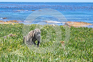 Chacma baboons Papio ursinus feeding on wild vegetation next to a coastline, Cape Point
