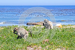 Chacma baboons Papio ursinus feeding on wild vegetation next to a coastline, Cape Point