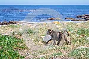 Chacma baboons Papio ursinus feeding on wild vegetation next to a coastline, Cape Point