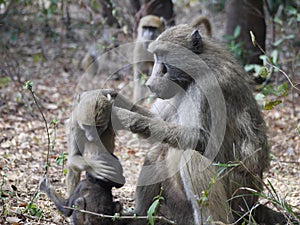 Chacma baboons photo